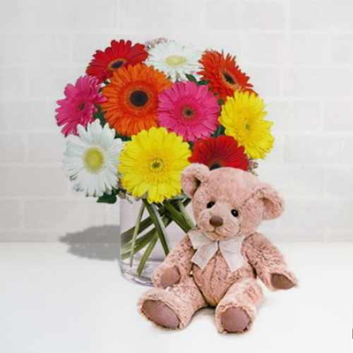 Multi-Colour Gerberas N Teddy